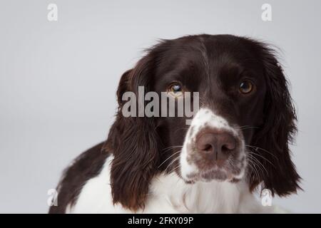 Liver and white english springer spaniel on a white backdrop Stock Photo