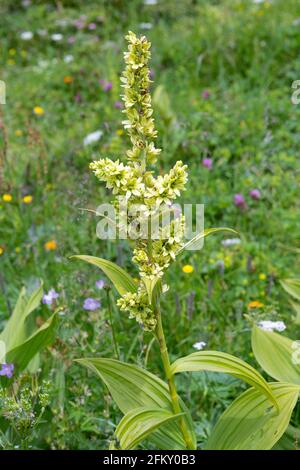 Weißer Germer, Veratrum Album Stock Photo