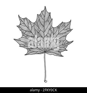 Stylized maple leaf line drawing with decorative veining isolated on white background. Vector art illustration. Design element for sticker, label, car Stock Vector