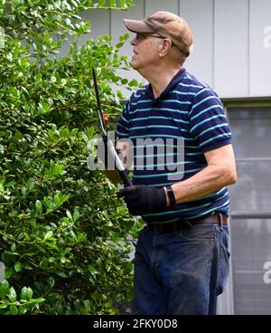 Elderly man holds a set of handled clippers and surveys the job ahead of him.  He is wearing gloves and hat and stands, on a ladder, in front of an ov Stock Photo