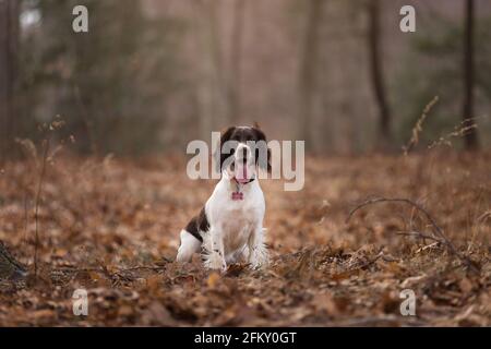 English Springer Spaniel Dog Sits in the Woods Stock Photo