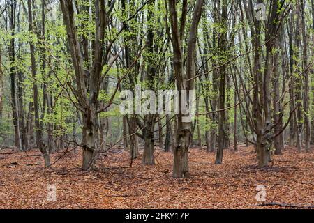 Beech forest in spring: fresh green leaves in the trees, dead red-brown leaves of last year on the forest floor Stock Photo