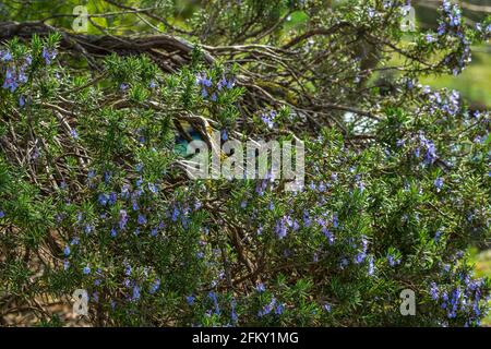 Detail of a flowering rosemary plant. Abruzzo, Italy, europe Stock Photo