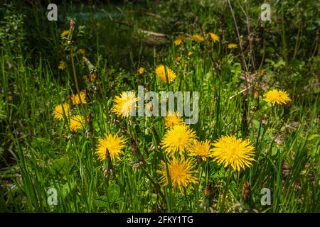 Meadow dandelion or common dandelion, Taraxacum officinale. Abruzzo, Italy, Europe Stock Photo