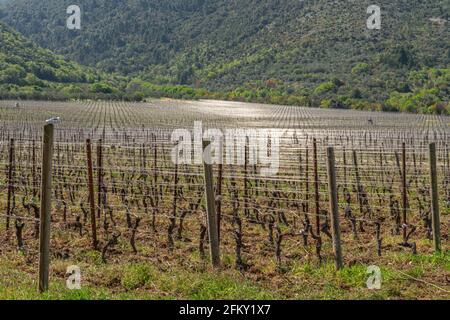 rows of an Abruzzo vineyard ready for a new production cycle. Abruzzo, Italy, Europe Stock Photo