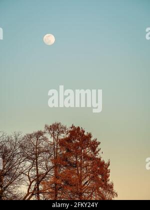 Full moon hanging above the trees at sunset Stock Photo