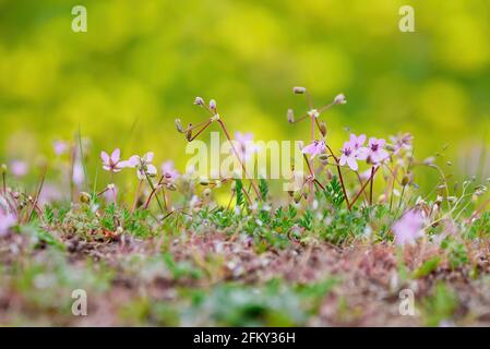 Flowers on a meadow with blured background Stock Photo