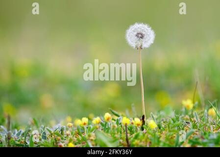 White Dandelion and flowers on a meadow with blured background Stock Photo