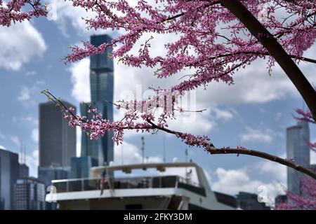 boughs of flowering tree in foreground with Chicago skyline in the distance