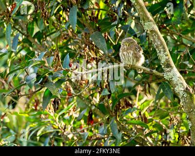 Closeup of Andean pygmy owl (Glaucidium jardinii) hiding in tree Vilcabamba Ecuador Stock Photo