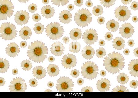 Seamless pattern with yellow flowers Stock Photo