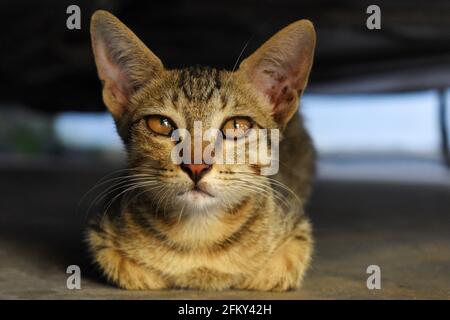 House cat or kitten looking directly at camera. Close-up Stock Photo