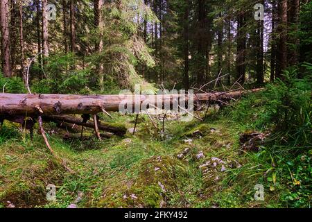 mountain trail blocked by a fallen spruce; footpath in the Apuseni Natural Park wilderness Stock Photo