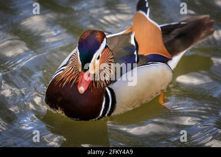 Haltern, NRW, Germany, 04th May 2021. The mandarin duck patiently keeps the brood together and even defends them against swans and other aggressive birds. A male mandarin duck (Aix galericulata) and mallard hen (Anas platyrhynchos) patiently look after 12 ducklings together. They have been spotted looking after a lively brood of 12 ducklings for several days, but it is unclear if the mandarin has fathered the ducklings or adopted the brood. I Credit: Imageplotter/Alamy Live News Stock Photo