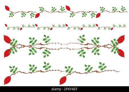 Rosehips with thornes and leafs in different illustrations for border dekoration, oldfashioned Stock Photo