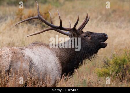 Rocky Mountain Bull Elk bugles during rutting season, Cervus canadensis, Rocky Mountain National Park, Colorado Stock Photo