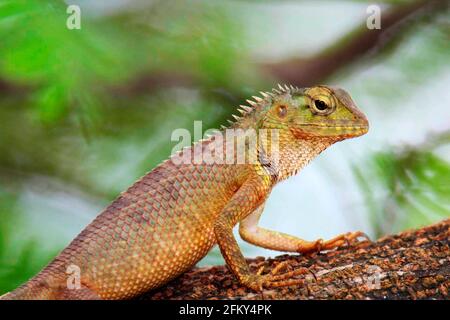 Oriental garden lizard, eastern garden lizard, bloodsucker or changeable lizard, Calotes versicolor, Vashi, Mumbai, India Stock Photo