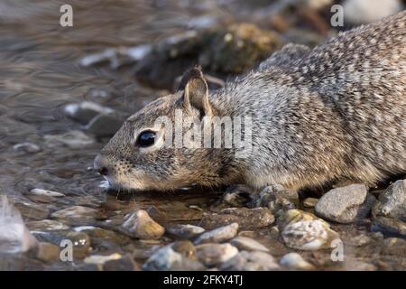 California Ground Squirrel Drinking, Citellus beecheyi, San Joaquin Valley, Merced County, California Stock Photo