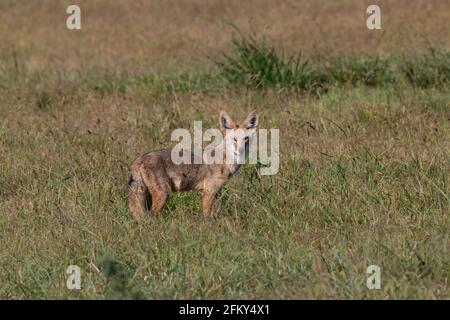 Curious Coyote, Canis latrans, grassland environment, predator, fur-bearing mammal, San Joaquin Valley, Stanislaus County, California Stock Photo