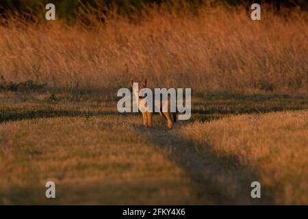 Curious Coyote Pup at Dawn, Canis latrans, San Luis National Wildlife Refuge, San Joaquin Valley, Merced County, California Stock Photo