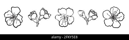 Blooming sakura. Hand drawn cherry flower isolated Stock Vector