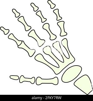 Vector skeleton hand showing gesture ok. Illustration isolated Stock Vector