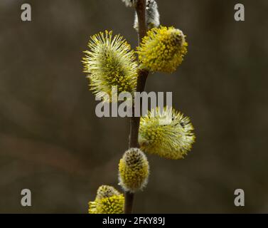 Blooming willow twigs and furry willow-catkins, so called 'seals' or 'cats'. Palm Sunday. Holly willow  (Salix caprea) is a national symbol of Ukraine Stock Photo