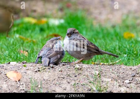 A baby sparrow waits for his mother to feed him Stock Photo