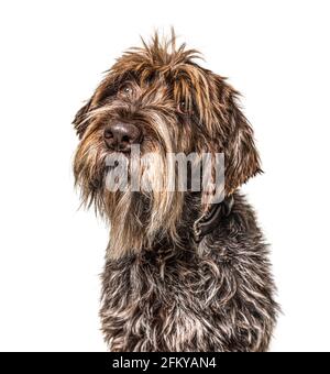 Head shot of a shaggy dog, Korthals Griffon, isolated on white Stock Photo