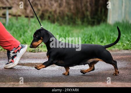 Teenage dachshund runs beautifully quickly, moving its short paws. Training with dog and handler. Standard smooth haired dachshund of black and tan co Stock Photo