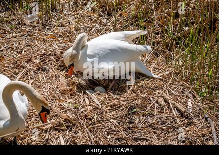 Mute swan in the nest hatching eggs in spring. Cygnus olor. Plastic bottle waste on ground. Pollution concept. Stock Photo