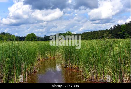 Water filled marsh with tall grass, is perfect for bird habitation.  Low clouds hang over wetland. Stock Photo