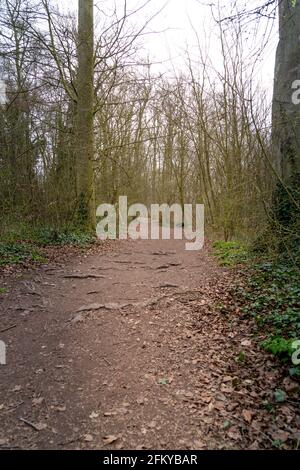 Path through beech tree woodland in spring morning in Cambridge Stock Photo