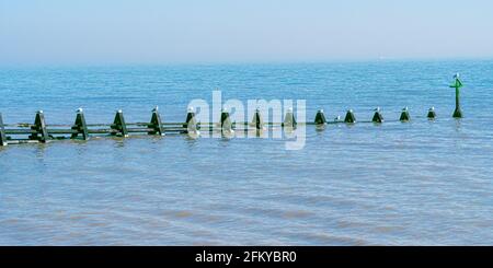 Sea Groynes tidal barrier in Essex outton North Sea with seagulls on each post panoramic image for natural background Stock Photo