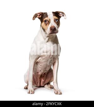 Odd-eyed Mixed breed dog, sitting Stock Photo