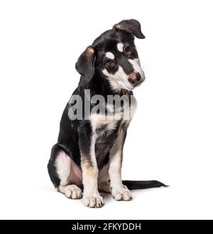 Crossbreed dog looking at the camera Stock Photo