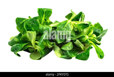 Mung bean salad leaves, corn salad on a white plate. Fresh mix of green washed leaves (Valerianella locusta), ingredients for salad. Diet and healthy Stock Photo