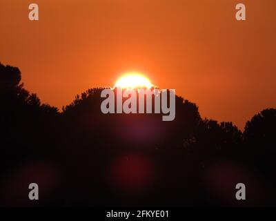 Sun during suggestive orange sunset and trees darken silhouette