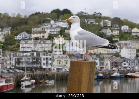 Profile portrait of a seagull (herring gull) perched on a wooden post in the harbour against a backdrop of houses, Looe, Cornwall, England, UK Stock Photo