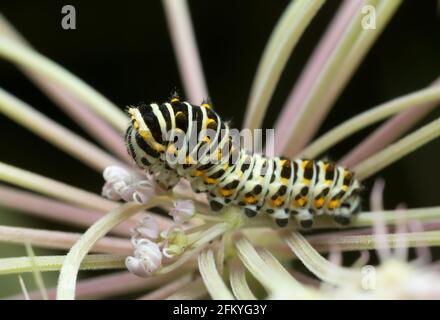 Old world swallowtail, Papilio machanon larva