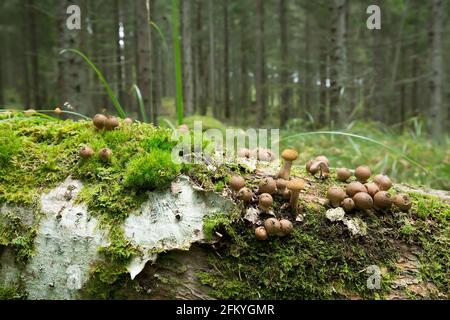 Puffballs growing on fallen birch trunk in forest Stock Photo