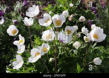 Anemone sylvestris  snowdrop anemone – white flowers with green centre and yellow stamens,  May, England, UK Stock Photo