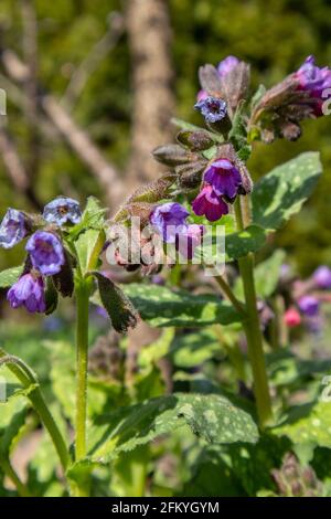 Pulmonaria officinalis Jerusalem-sage or blue lungwort Stock Photo