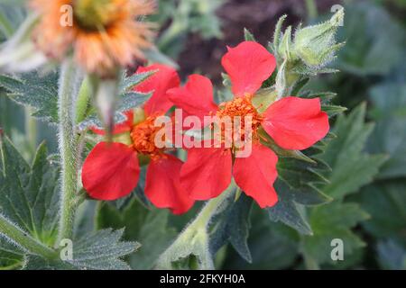 Geum coccineum ‘Red Wings’ dwarf orange avens – orange red flowers and lobed leaves,  May, England, UK Stock Photo