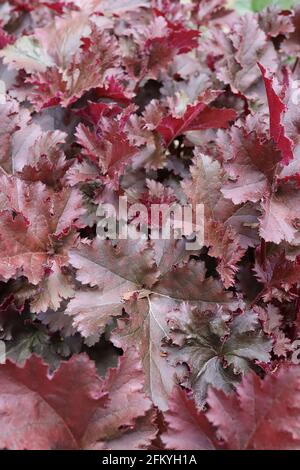 Heuchera / Alum root / coral bells ‘Chocolate Ruffles’ leaves only large palmately lobed toothed purple red leaves with burgundy undersides,  May, UK Stock Photo
