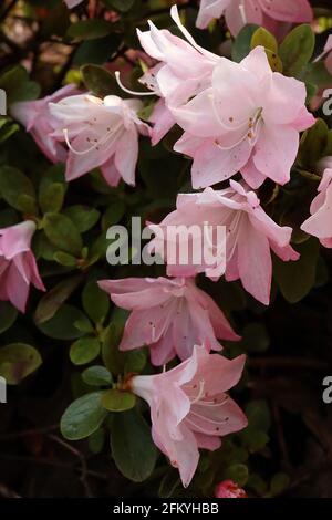 Azalea / Rhododendron ‘Aioi’ or ‘Fairy Queen’ (Wilson 43)  Small pink and crimson red funnel-shaped flowers,  May, England, UK Stock Photo