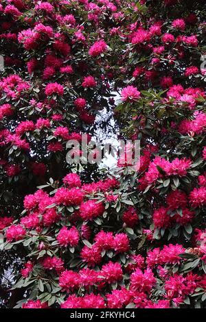 Rhododendron arboreum tree rhododendron – large tree covered in masses of deep pink flower trusses, dark green leaves,  May, England, UK Stock Photo