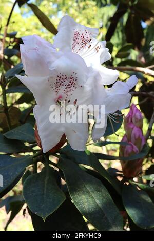 rhododendron boddaertianum hybrid white pink spotted flower bloom