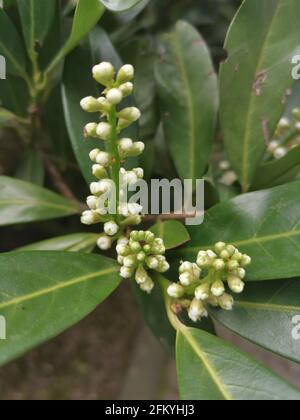 Prunus laurocerasus (poisonous) Fresh, ripe fruits taste sweet with a bitter aftertaste. In Turkey, the cherry laurel is cultivated for its fruits. Th Stock Photo