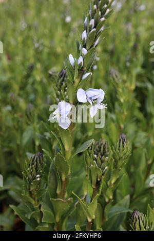 Veronica gentianoides gentian speedwell – very pale blue flowers with blue veins interspersed with olive green leaves on flower spikes,  May, England, Stock Photo